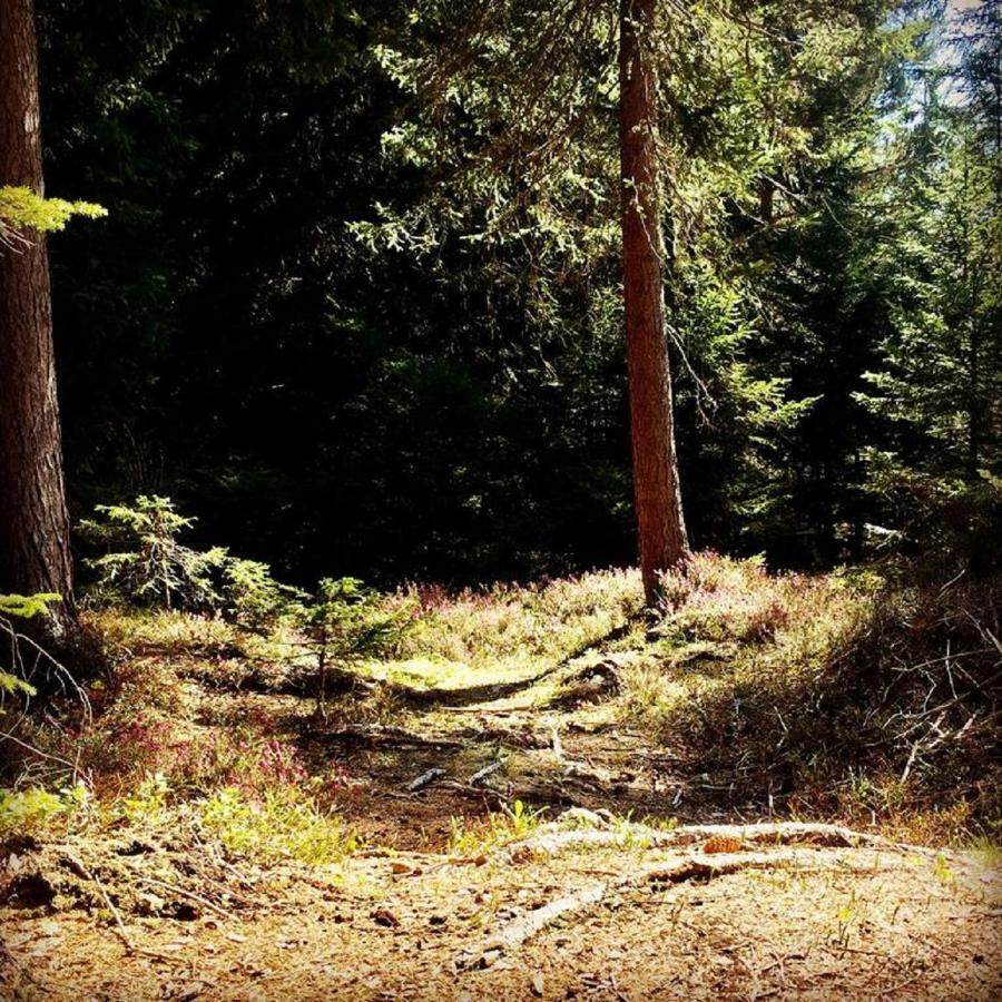 Appartmenthaus Birkenwald Seefeld w Tirolu Zewnętrze zdjęcie