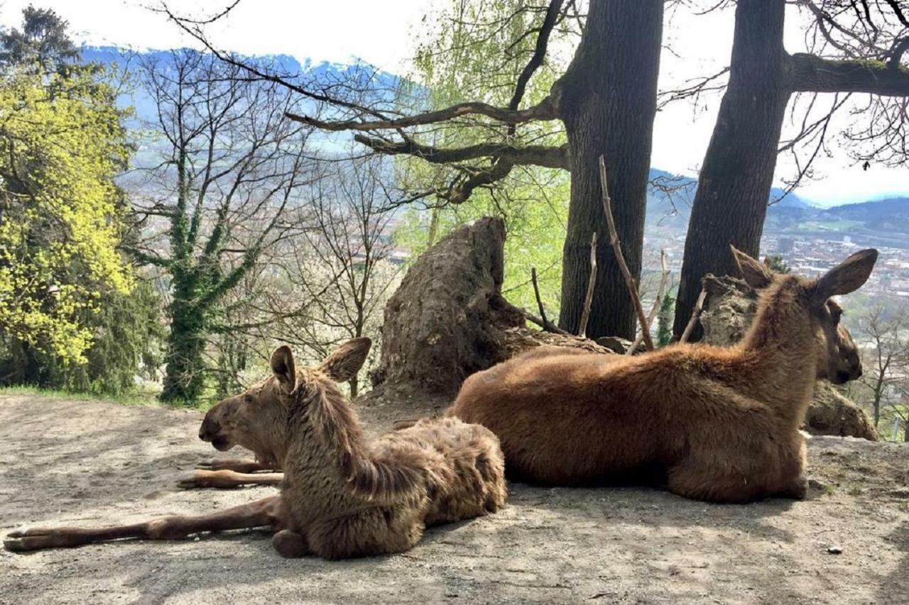 Appartmenthaus Birkenwald Seefeld w Tirolu Zewnętrze zdjęcie